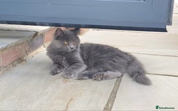 Russian Blue cats for sale: Longhaired Russian Blue Female - Image 4