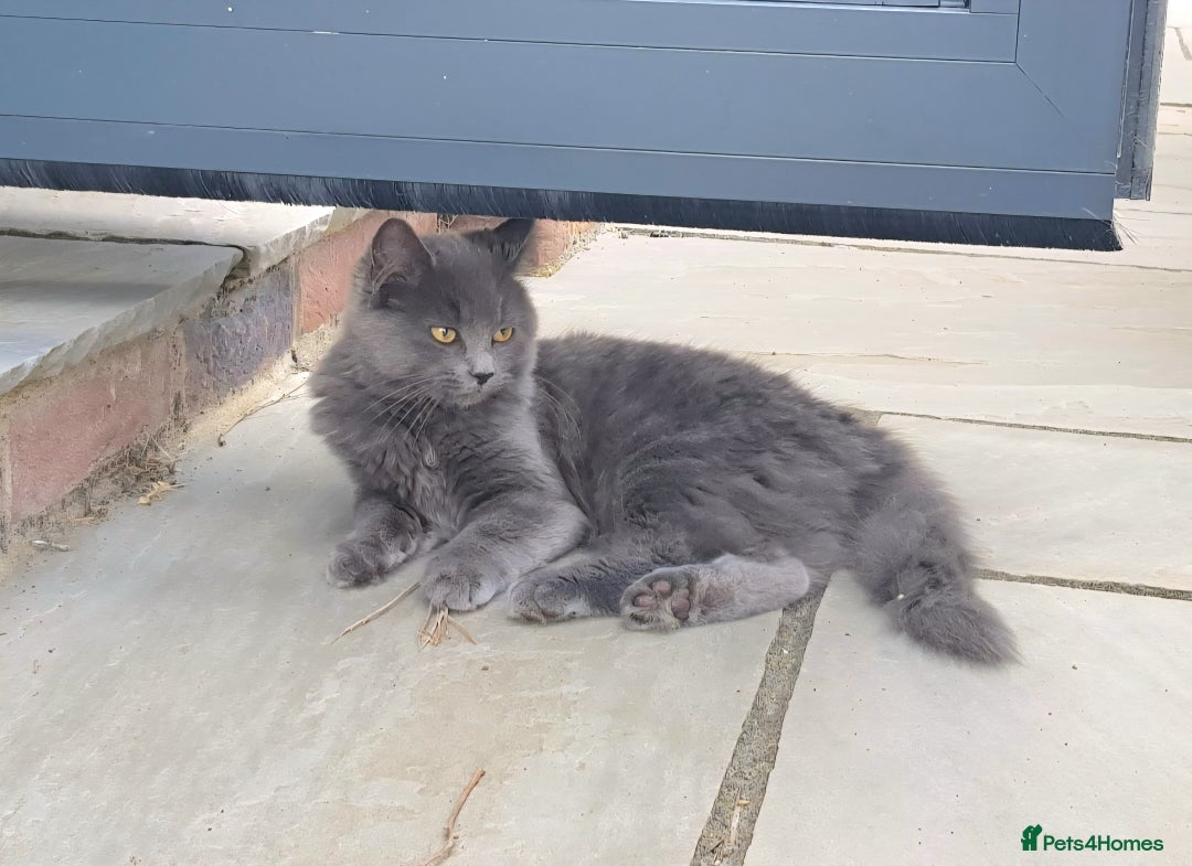 Russian Blue cats for sale: Longhaired Russian Blue Female - Image 4