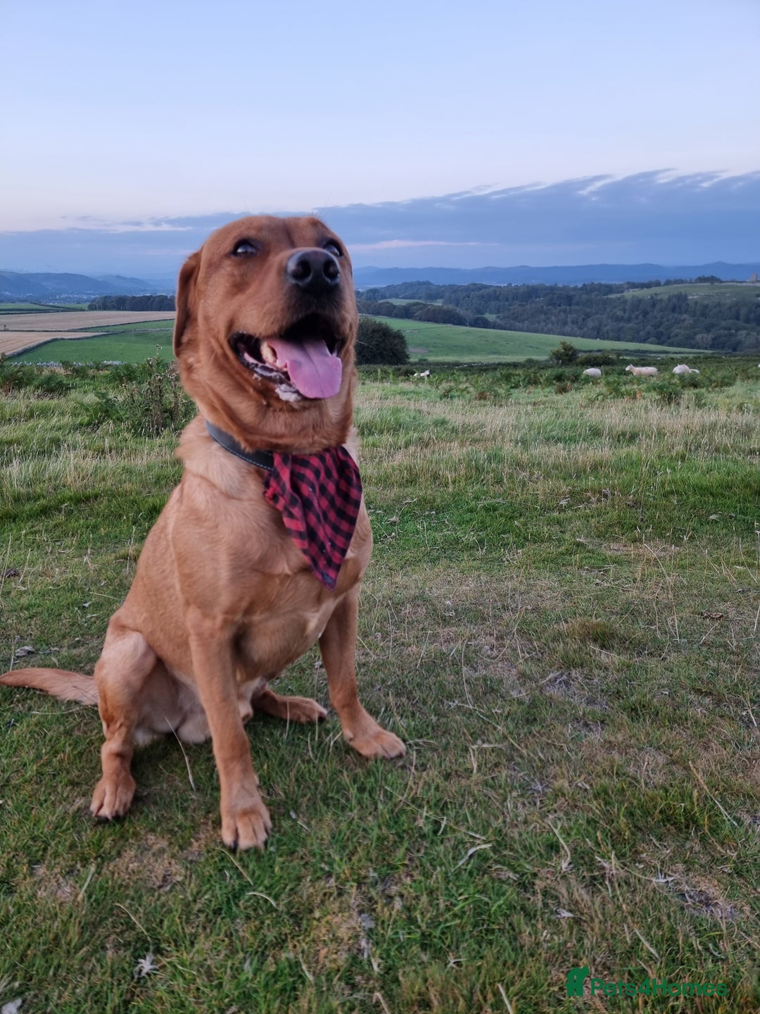 Labrador Retriever dogs for sale: Fox red labrador pups for sale - Image 17