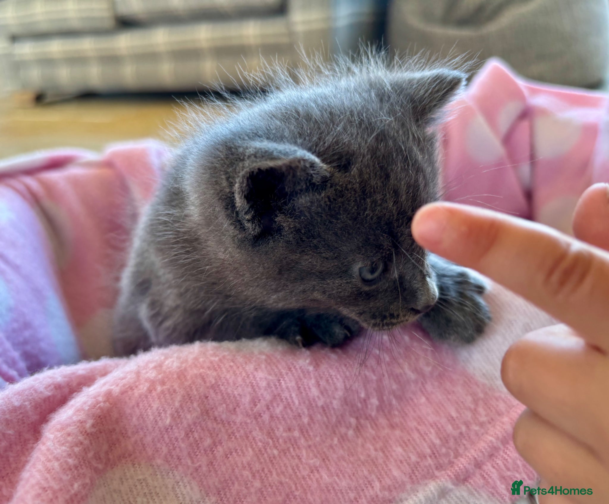 British Shorthair cats 2 Beautiful Kittens for sale - Blue Grey and Tabby - Advert 1