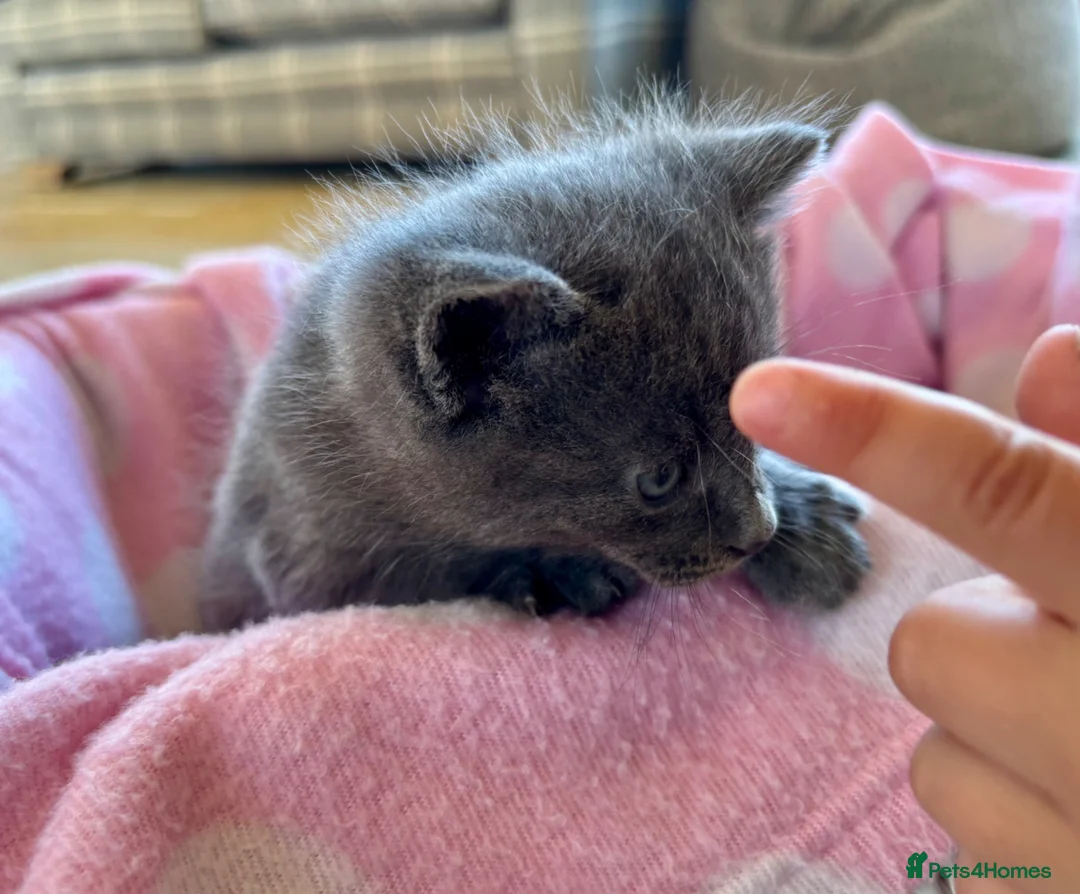 British Shorthair cats for sale: 2 Beautiful Kittens for sale - Blue Grey and Tabby - Advert 1