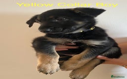 German Shepherd dogs for sale: Working Line German Shepherd Puppies – Cornwall - Image 6