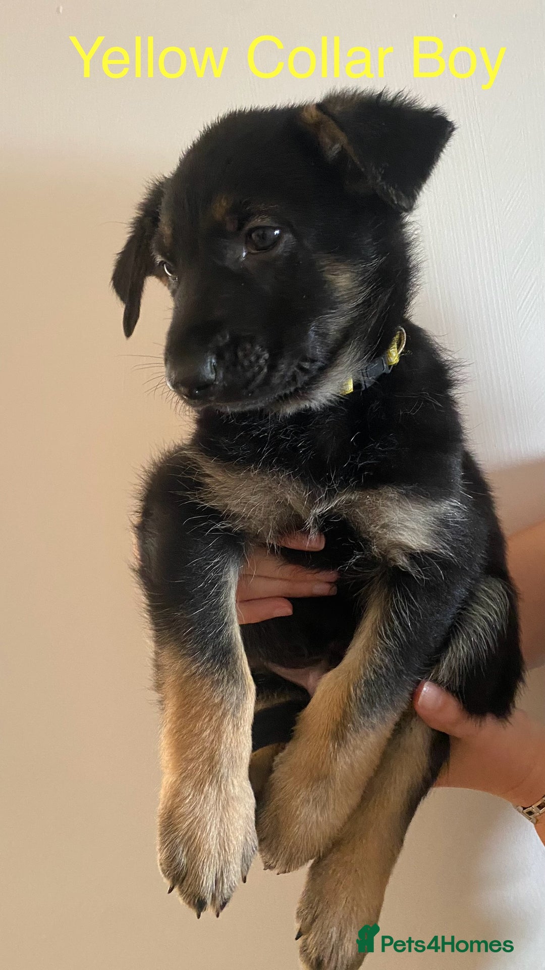 German Shepherd dogs for sale: Working Line German Shepherd Puppies – Cornwall - Image 6