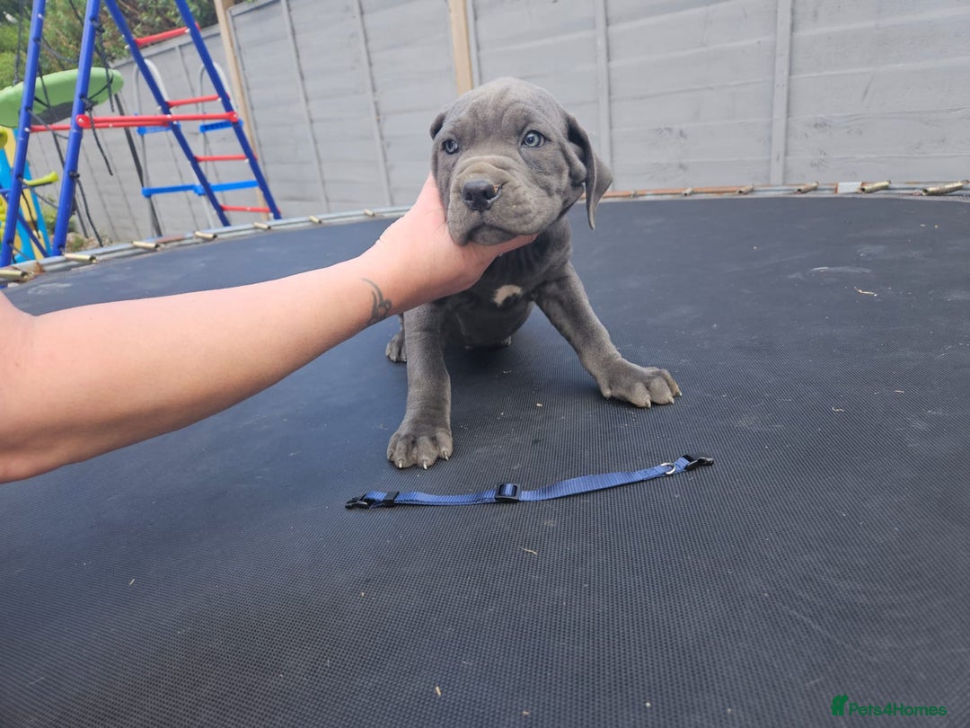 Cane Corso dogs for sale: Look 👀 absolutely stunning cane corso. - Image 31