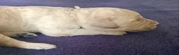 Standard Poodle dogs for sale: KC Standard Poodle Puppies - Advert 5