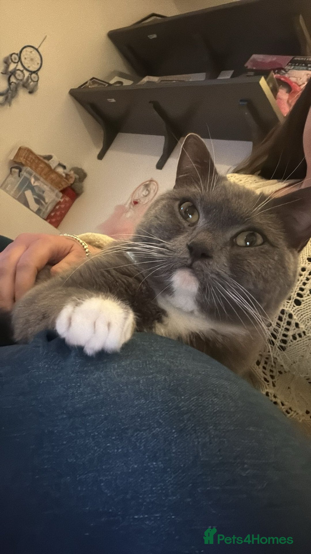 British Shorthair cats for sale: Male cat British short hair x persian - Advert 3