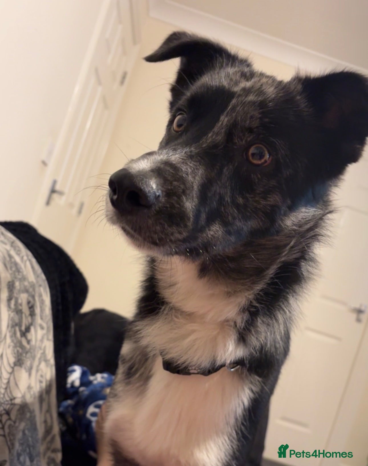 Mixed Breed dogs Reggie  - Advert 3