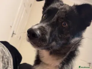 Mixed Breed dogs Reggie - Advert 3