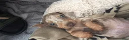 Miniature Dachshund dogs for sale: Miniature Dachshund  - Advert 10