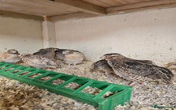 Quail poultry for sale: Male Coturnix Quail growers - Image 2