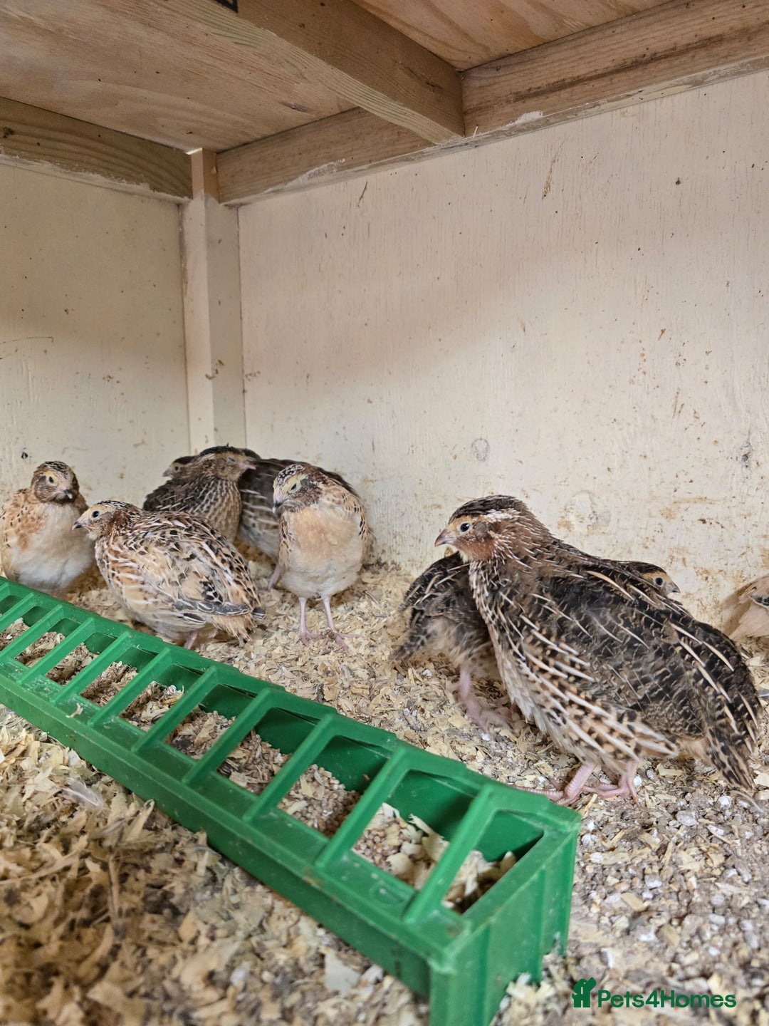 Quail poultry for sale: Male Coturnix Quail growers - Image 2