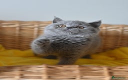 British Shorthair cats for sale: GCCF reg blue kittens ready to go from 24/10 - Image 21