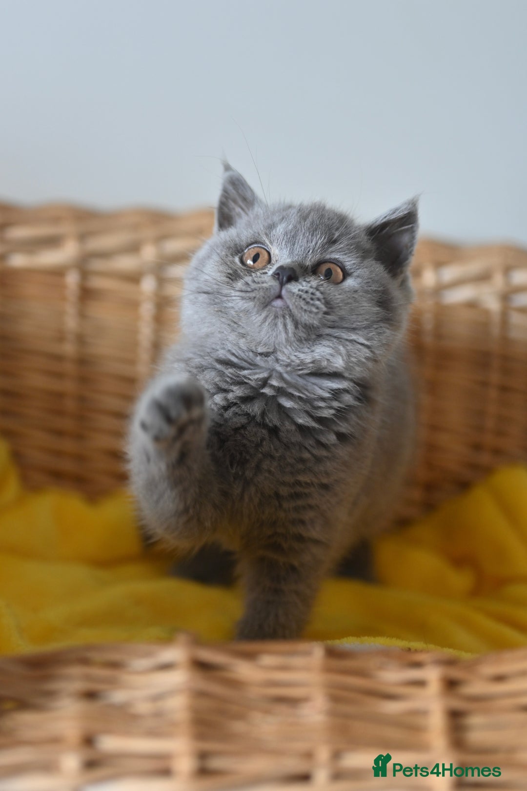 British Shorthair cats for sale: GCCF reg blue kittens ready to go from 24/10 - Image 21