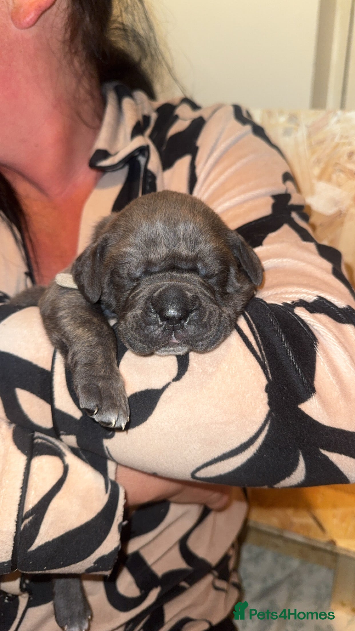 Cane Corso dogs Cane corso pups - Advert 15