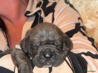 Cane Corso dogs Cane corso pups - Advert 15