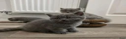 British Shorthair cats for sale: Adorable kittens  - Advert 7