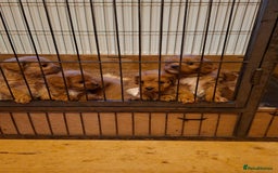 Cavapoo dogs for sale: Adorable F1 Cavapoo puppies  - Advert 19