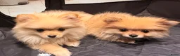 Pomeranian dogs for sale: 2 beautiful Pomeranian puppies - Advert 18