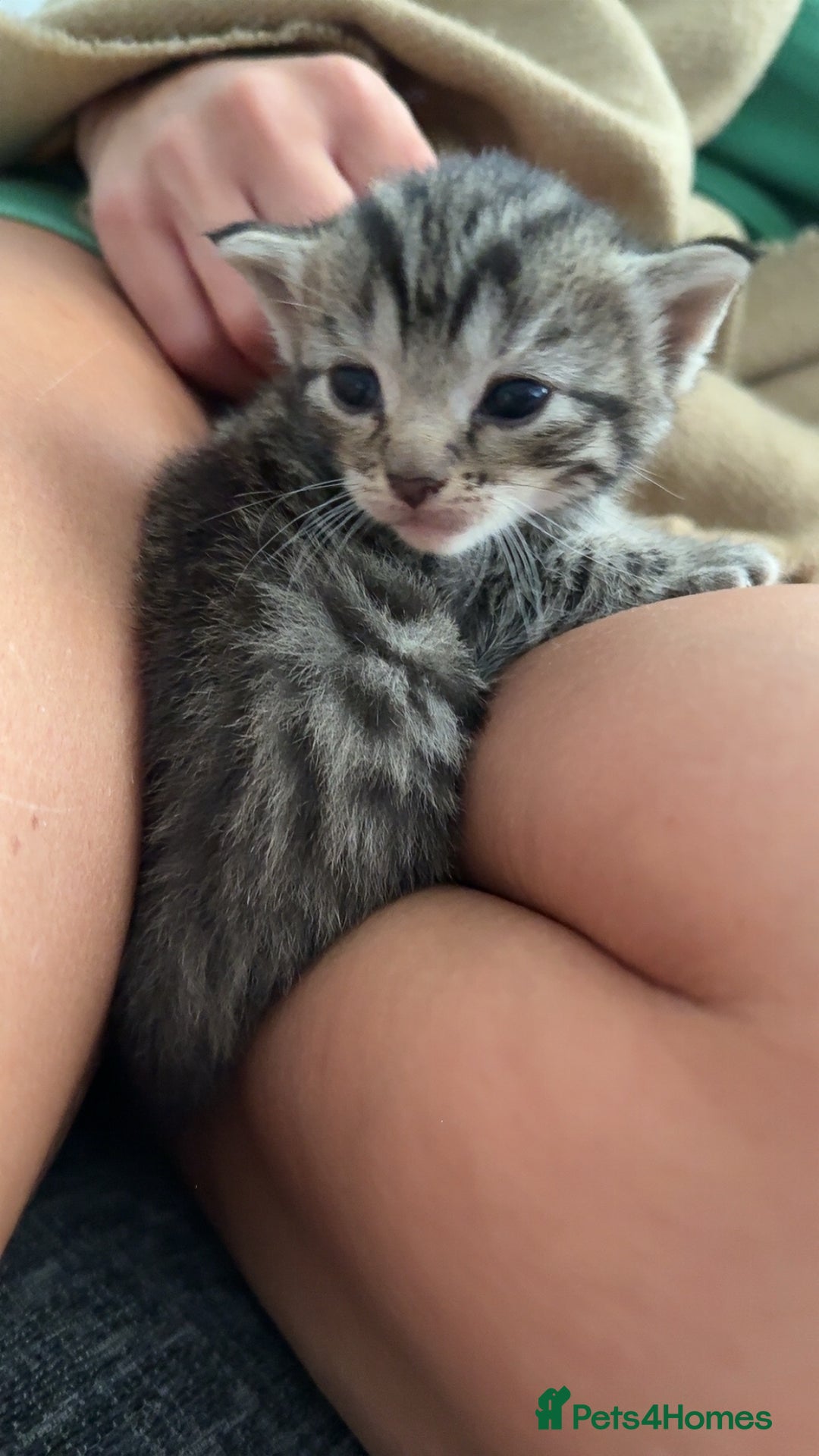 British Shorthair cats for sale: 3 boys 1 girl Tabbys - Image 9