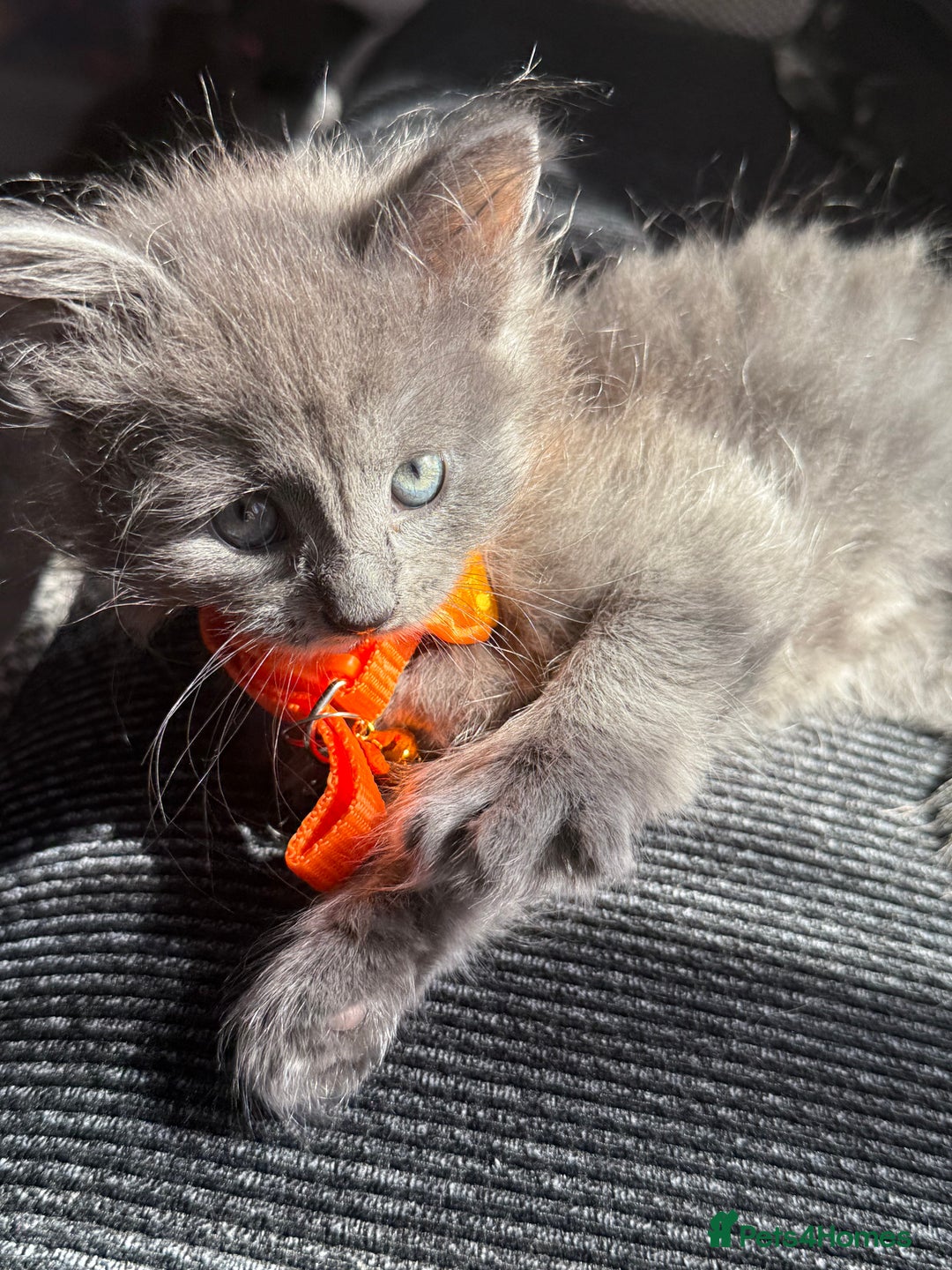 British Shorthair cats for sale: Beautiful bred British shorthairs  - Image 8