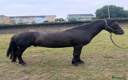 Dartmoor horses for sale: Stunning show prospect  - Image 1
