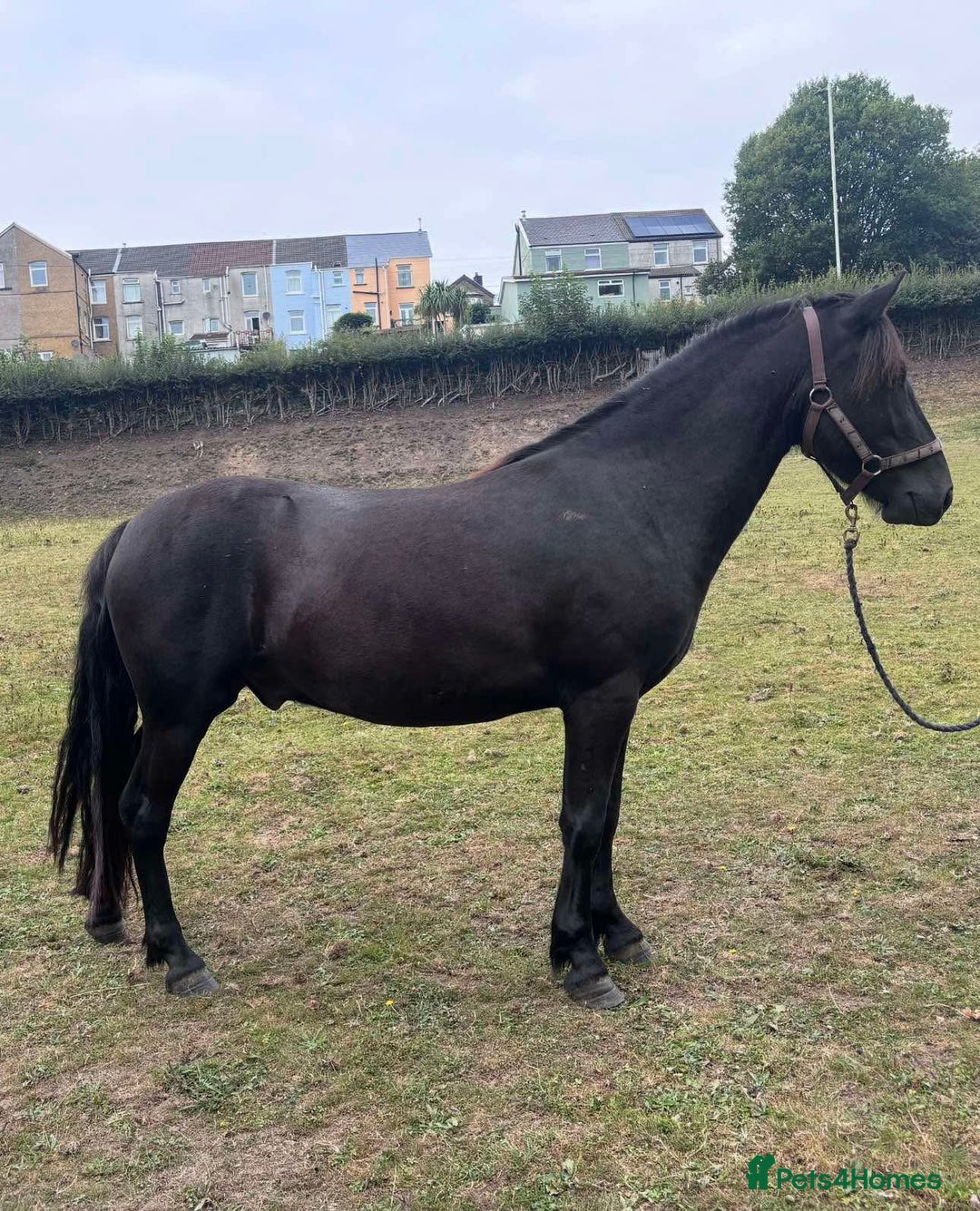 Dartmoor horses for sale: Stunning show prospect  - Image 1