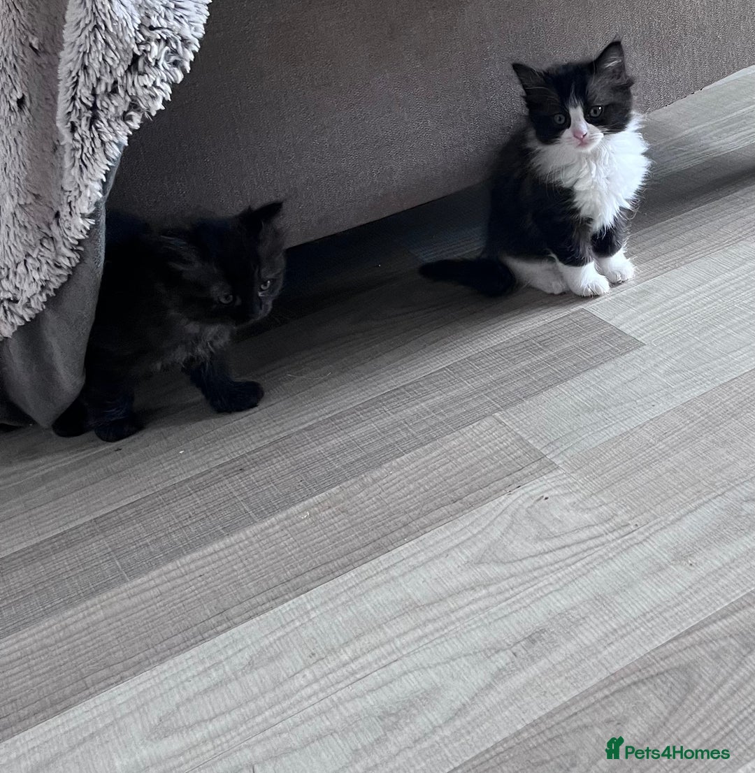 Persian cats for sale: Pershadoll’s 😍half Pershian half Ragdoll. - Image 3