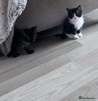Persian cats - Advert 11