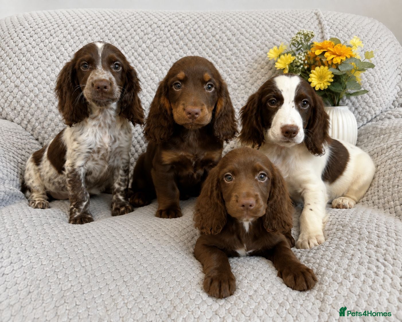 Cocker Spaniel dogs Cocker Spaniel Puppies Fully Vaccinated Ready Now - Advert 3