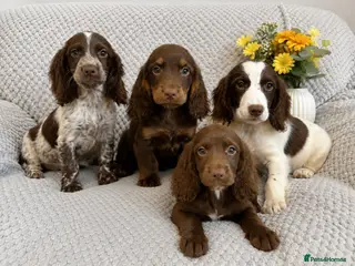 Cocker Spaniel dogs Cocker Spaniel Puppies Fully Vaccinated Ready Now - Advert 3
