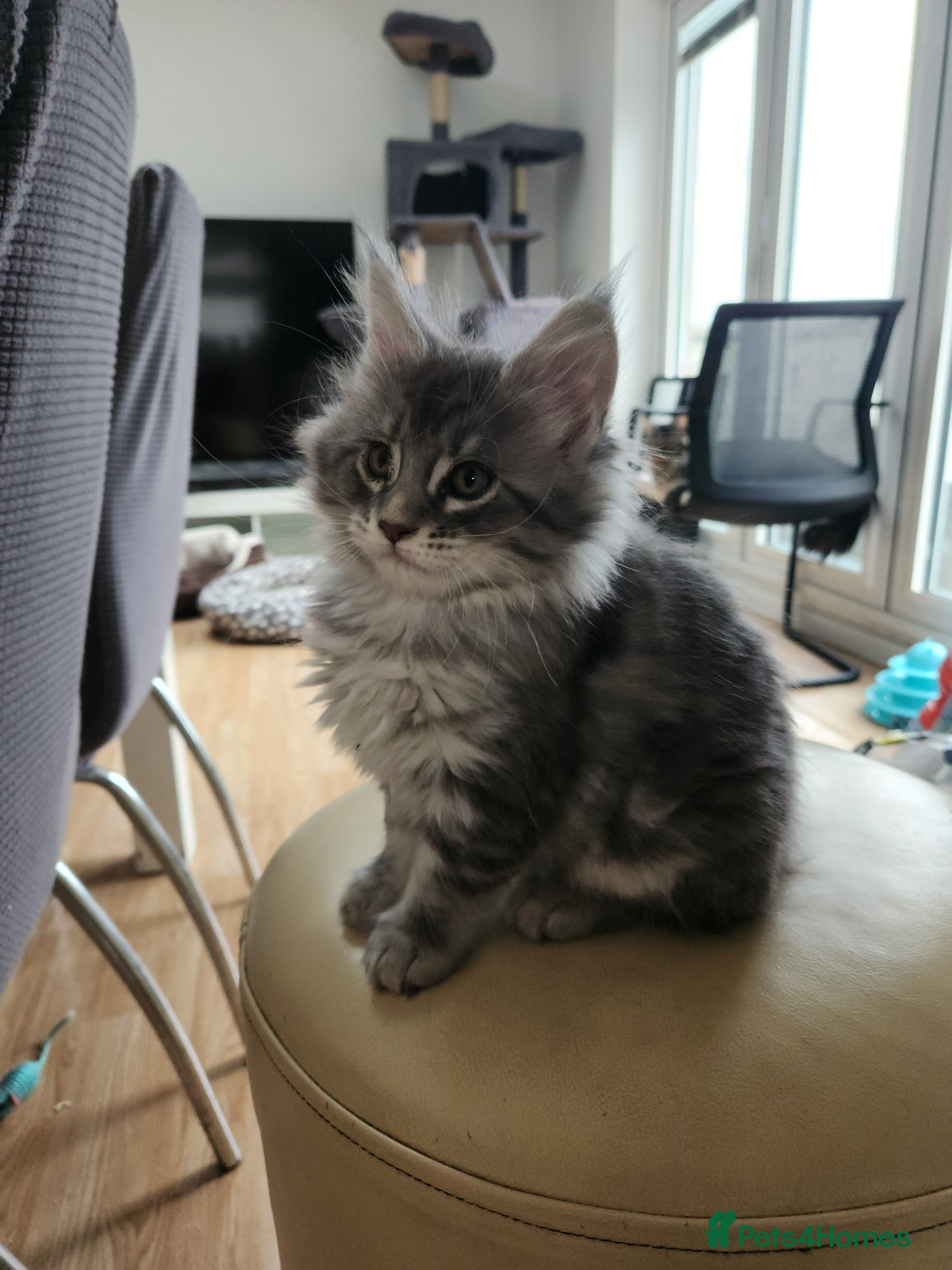 Maine Coon cats Maine coon kittens ready now pick up today  - Advert 11