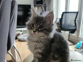 Maine Coon cats Maine coon kittens ready now pick up today - Advert 7