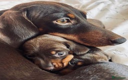 Dachshund dogs for sale: Dachshund female 6 months brown - Image 6