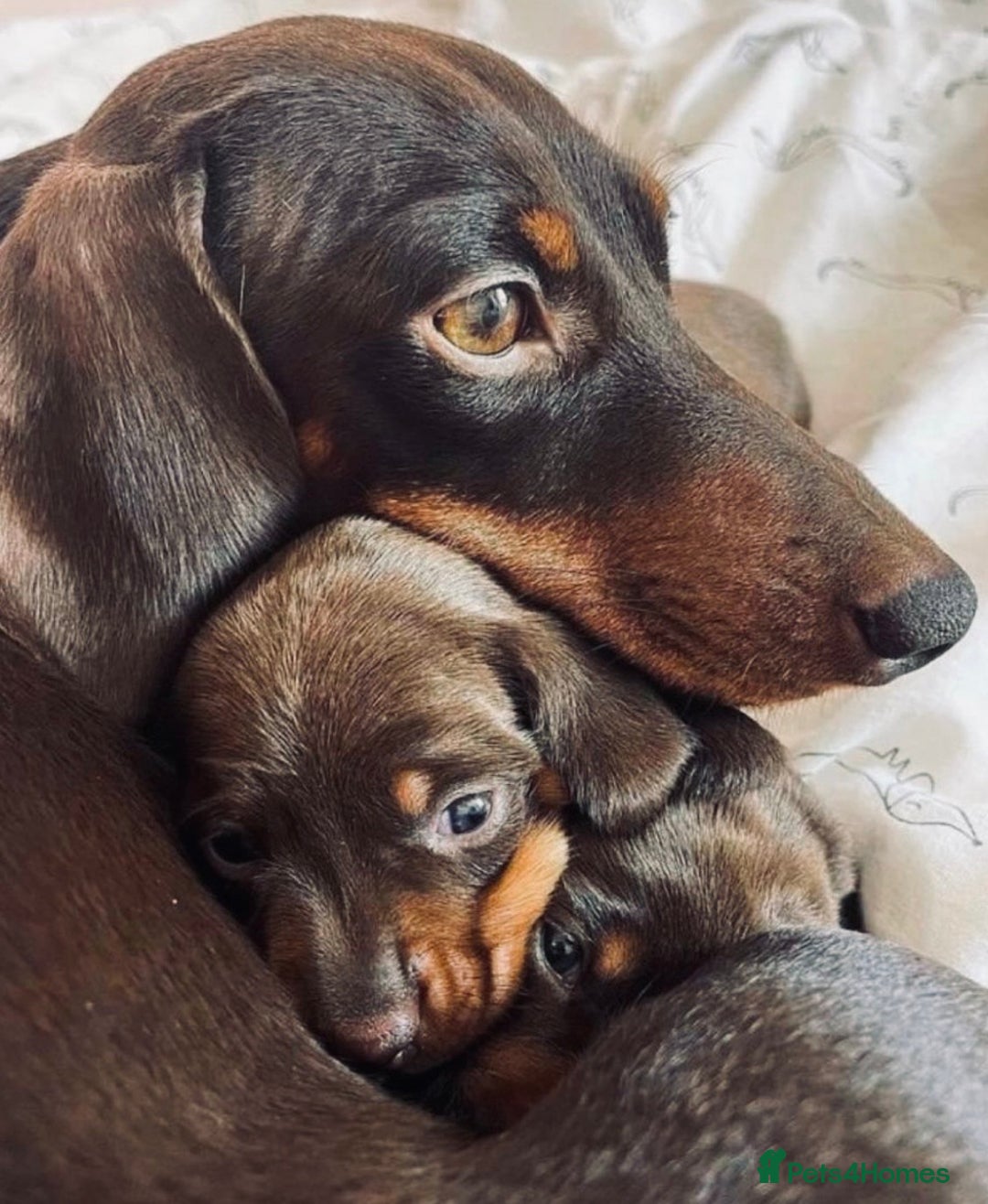 Dachshund dogs for sale: Dachshund female 6 months brown - Image 6