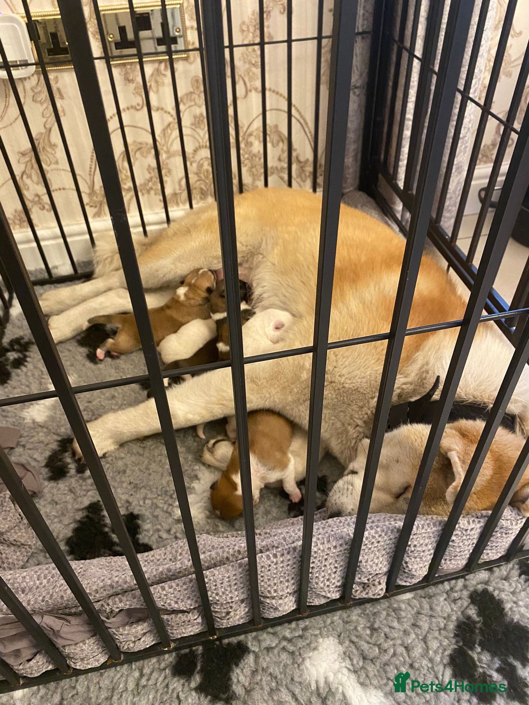 Akita dogs for sale: Akita  - Advert 4