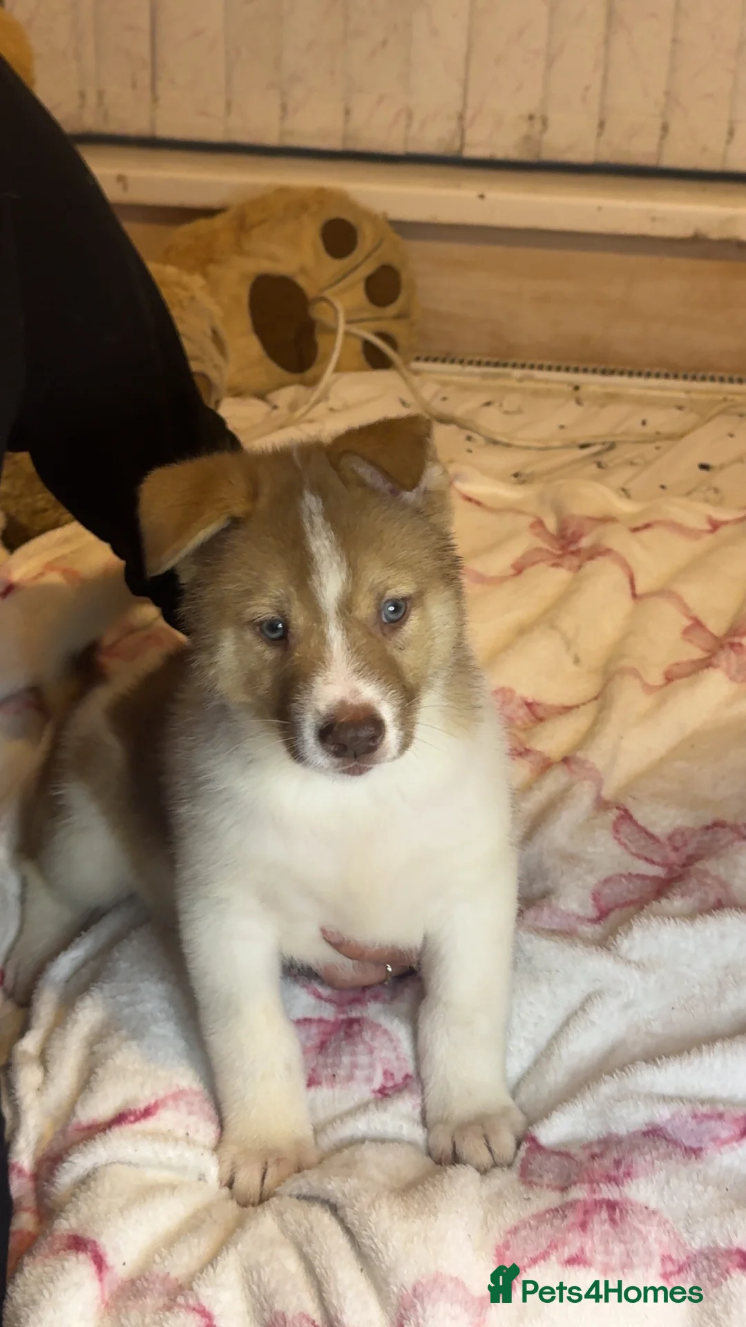 Siberian Husky dogs for sale: Siberian husky  - Advert 26