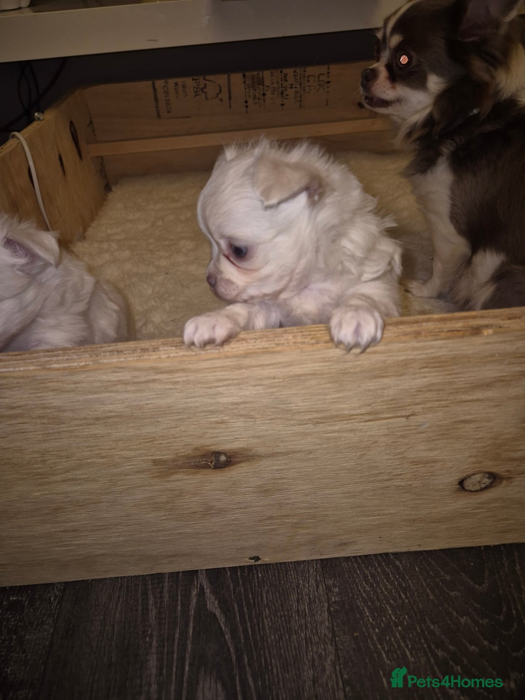 Chihuahua dogs for sale: Chihuahua Boys - Advert 3
