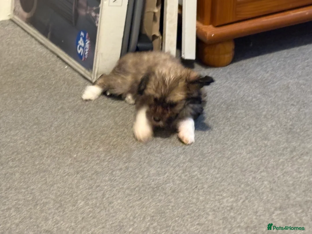 Chinese Crested dogs for sale: Stunning Chinese Cresteds - Advert 5