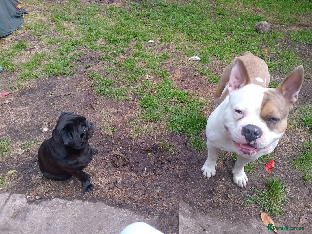 Mixed Breed dogs for sale: French bulldog cross pocket bully - Image 18