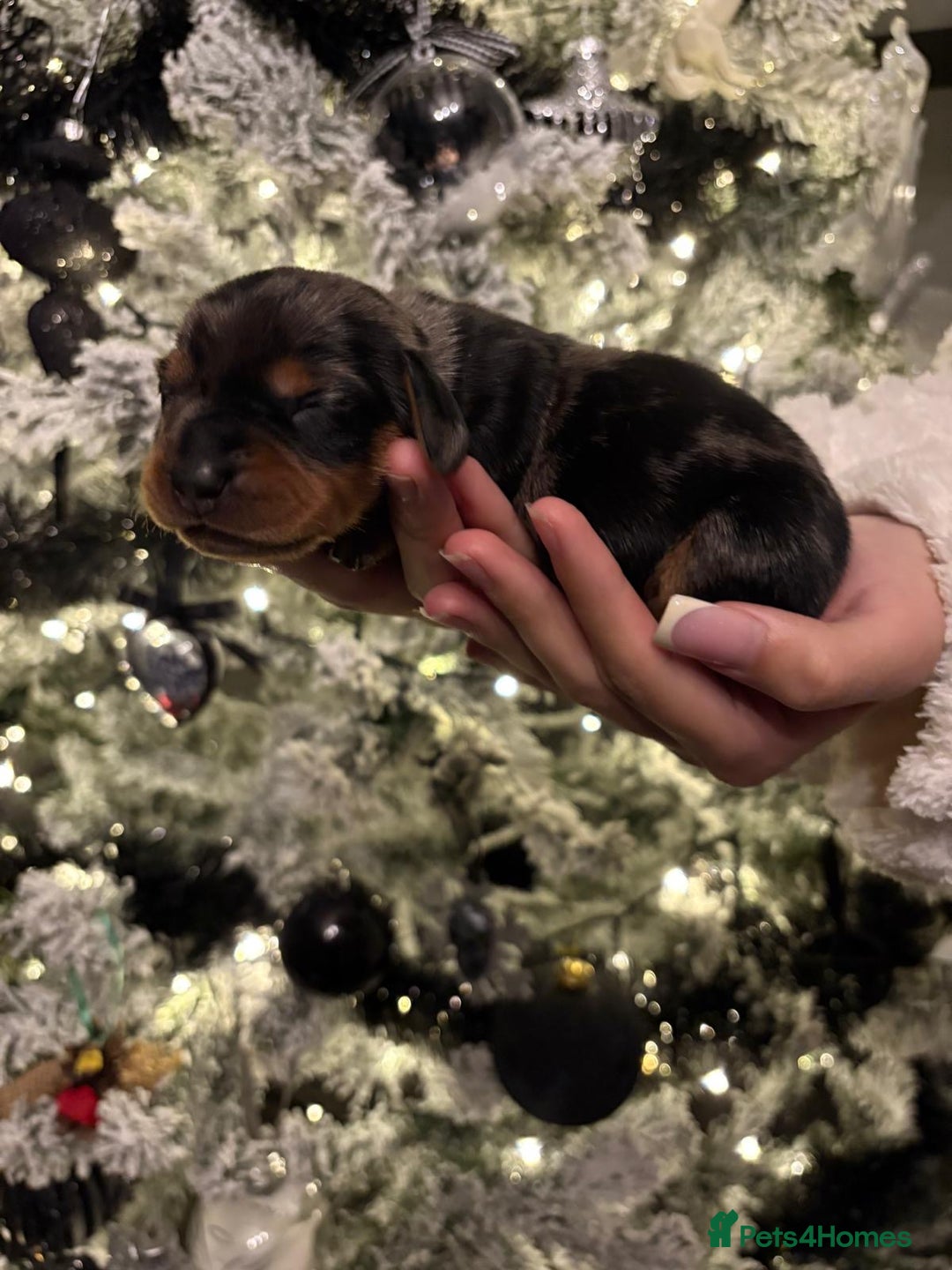 Miniature Dachshund dogs for sale: Miniature dapple daschund puppies for sale - Advert 12