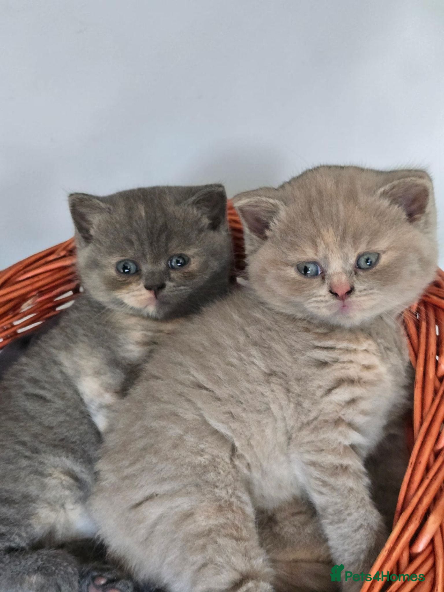 British Shorthair cats Absolutely beautiful kittens looking forever homes - Advert 15