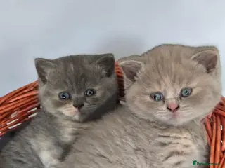 British Shorthair cats Absolutely beautiful kittens looking forever homes - Advert 15