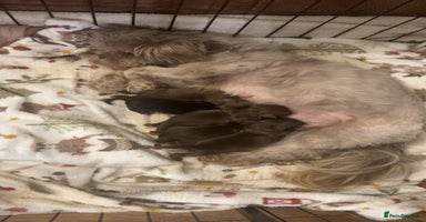 Shihpoo dogs - Advert 5