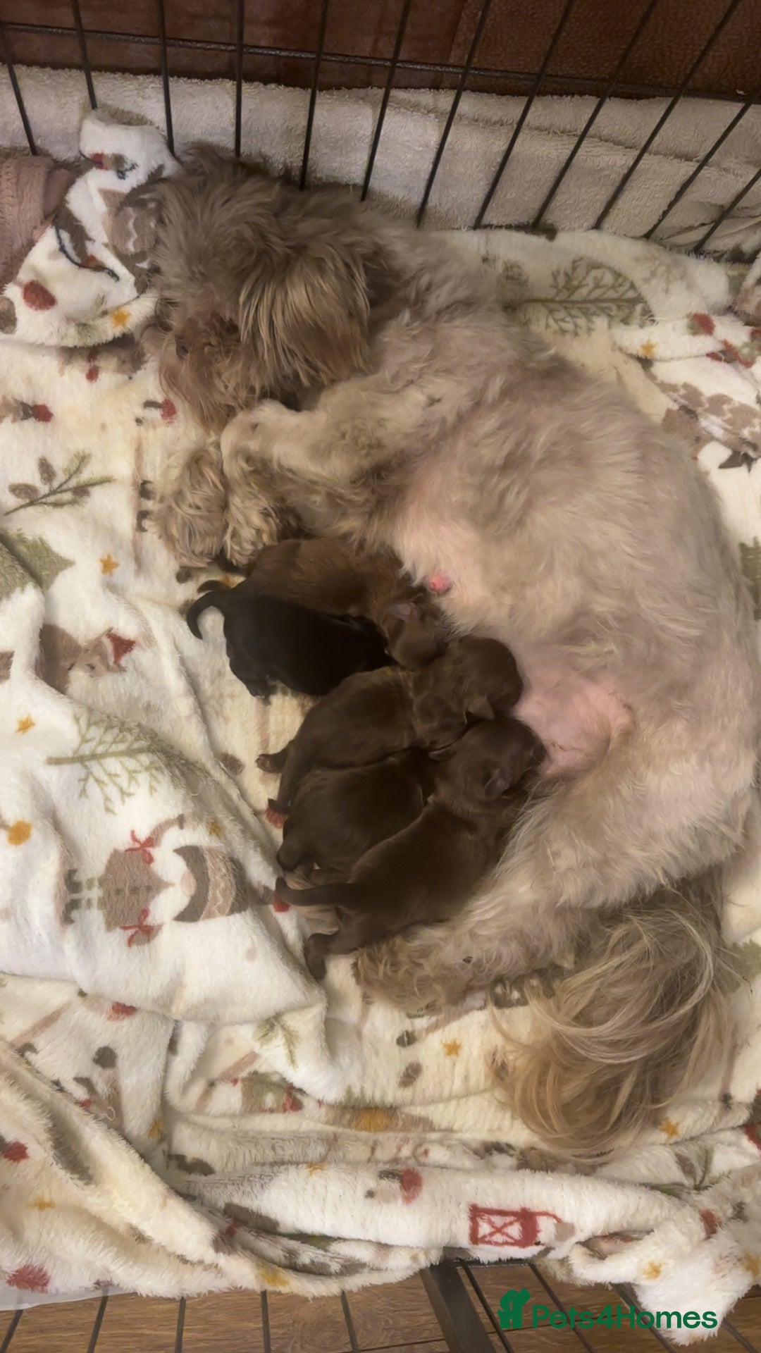 Shihpoo dogs for sale: Stunning Shihpoo’s ⭐️⭐️⭐️⭐️ - Image 2