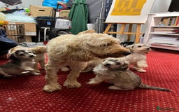 Cockapoo dogs for sale: 🐶✨ Adorable Cockapoos! ✨🐶 - Image 10
