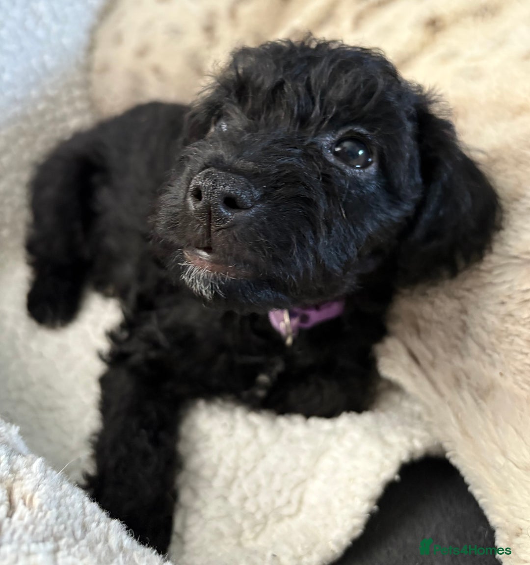 Mixed Breed dogs for sale: Patterdale cross - Image 17