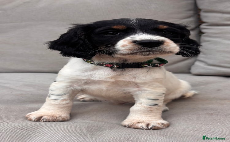 Cocker Spaniel dogs - Advert 11