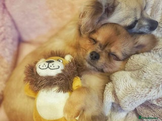 Chihuahua dogs Merle Chihuahua Puppy Ready Now - Advert 5