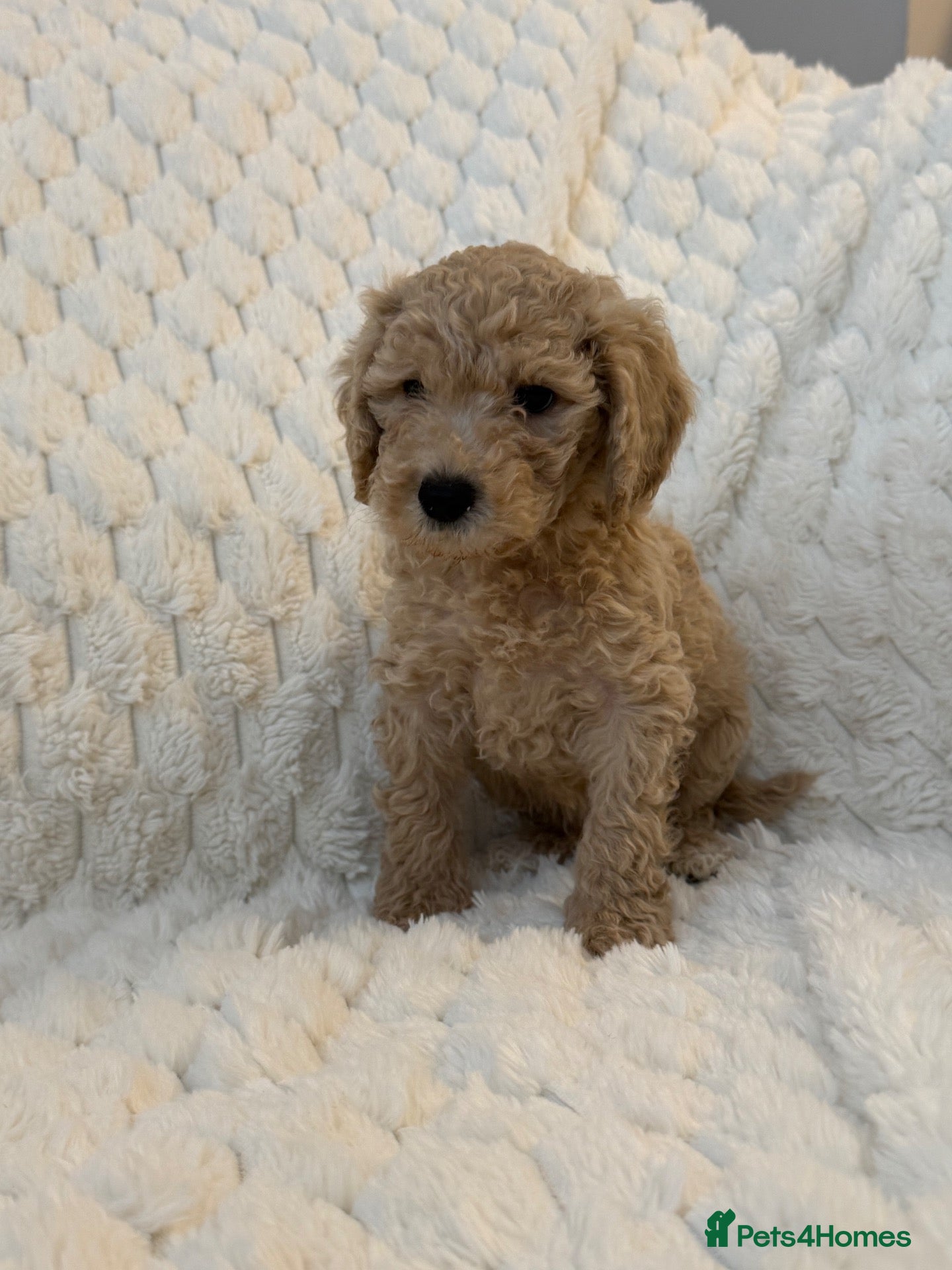 Cockapoo dogs ❤️COCKAPOO PUPPIES F1B❤️ - Advert 2