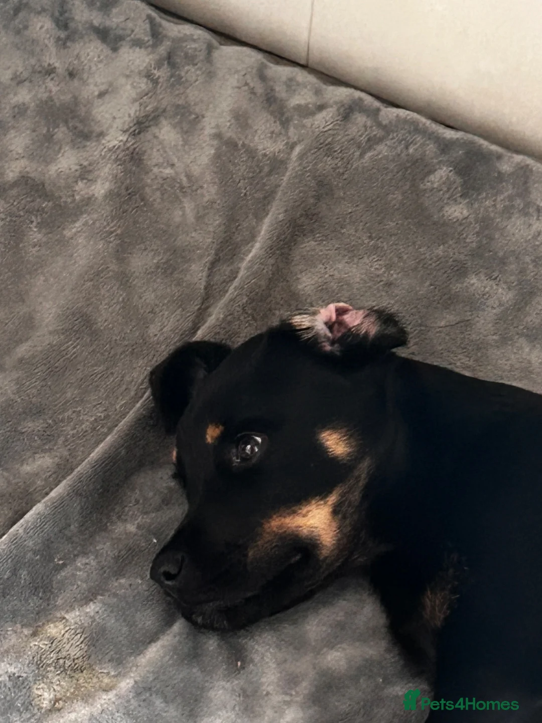 Rottweiler dogs for sale: Rottweiler  - Advert 1